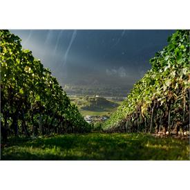 Genusswanderung - 22.05.2026